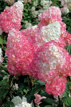 Vanilla Strawberry Hydrangea - 7 Gallon Pot -Bloom Haven Hydrangea Vanilla Strawberry BS