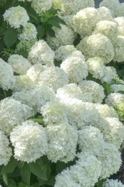 White Wedding Hydrangea - 3 Gallon Pot -Bloom Haven Hydrangea White Wedding 5 x750