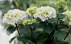 Zebra Hydrangea - 1 Gallon Pot -Bloom Haven Hydrangea Zebra Flowers