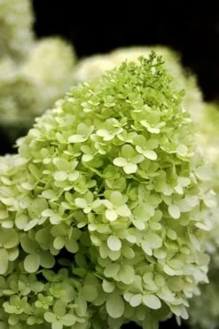 Limelight PeeGee Hydrangea - Single Trunk Topiary Tree - 5 Gallon Pot -Bloom Haven Hydrangea limelightf BS 2