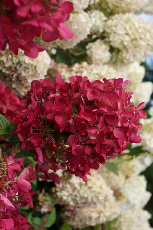 Diamond Rouge Hydrangea - 3 Gallon Pot 1 Diamond Rouge Hydrangea - 3 Gallon Pot