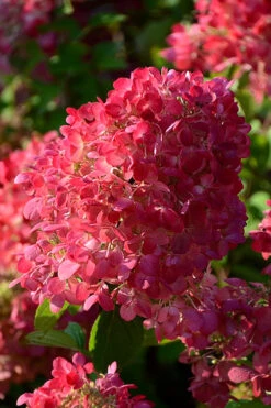 Diamond Rouge Hydrangea - 3 Gallon Pot 12 Diamond Rouge Hydrangea - 3 Gallon Pot -Bloom Haven Hydrangia Diamond Rouge 5