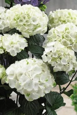 Zebra Hydrangea - 1 Gallon Pot -Bloom Haven Hydrangrea Zebra 12
