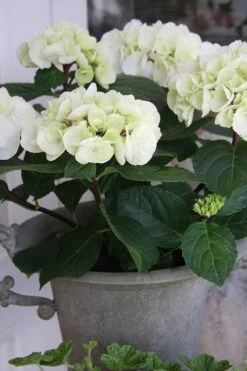 Zebra Hydrangea - 1 Gallon Pot -Bloom Haven Hydrangrea Zebra 14