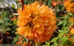 Dons Variegated Native Azalea - Rhododendron - 1 Gallon Pot -Bloom Haven Native Azalea Dons Variegated 10