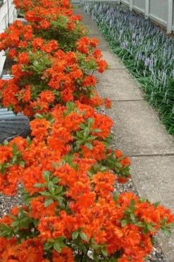 Flame Azalea (Rhododendron Calendulaceum) - 3 Gallon Pot