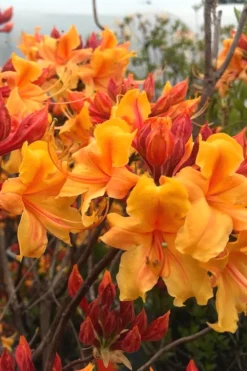 Four Kings Aromi Azalea (Rhododendron Hybrid) - 3 Gallon Pot -Bloom Haven Native Azalea Four Kings 8