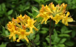 Jane's Gold Aromi Azalea (Rhododendron Hybrid) - 3 Gallon Pot -Bloom Haven Native Azalea Janes Gold 3