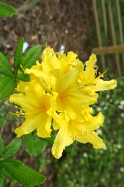Lemonade Aromi Azalea (Rhododendron Hybrid) - 3 Gallon Pot 7 Lemonade Aromi Azalea (Rhododendron Hybrid) - 3 Gallon Pot -Bloom Haven Native Azalea Lemonade 10