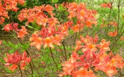 Mauvilla Gold Aromi Azalea (Rhododendron Hybrid) - 1 Gallon Pot -Bloom Haven Native Azalea Mauvila Gold 1