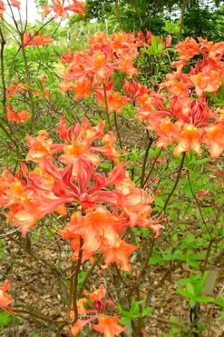 Mauvilla Gold Aromi Azalea (Rhododendron Hybrid) - 1 Gallon Pot -Bloom Haven Native Azalea Mauvila Gold 2