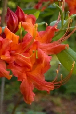 Oconee Native Azalea - Rhododendron Flammeum Speciosum - 1 Gallon Pot -Bloom Haven Native Azalea Oconee Flammeum 12