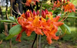 Oconee Native Azalea - Rhododendron Flammeum Speciosum - 1 Gallon Pot -Bloom Haven Native Azalea Oconee Flammeum 20