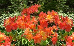 Oconee Native Azalea - Rhododendron Flammeum Speciosum - 1 Gallon Pot -Bloom Haven Native Azalea Oconee Flammeum 4