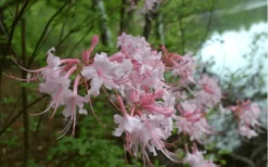Pink Alabama Native Azalea - Rhododendron - 3 Gallon Pot 9 Pink Alabama Native Azalea - Rhododendron - 3 Gallon Pot -Bloom Haven Native Azalea Pink Alabamense 3
