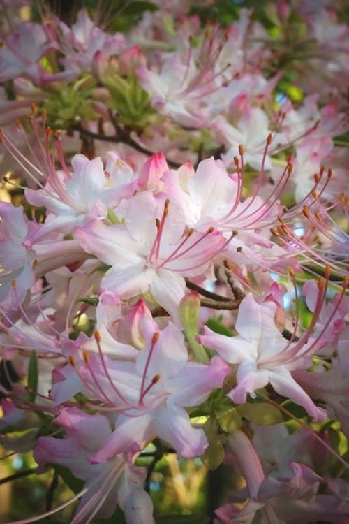 Pink Alabama Native Azalea - Rhododendron - 3 Gallon Pot 1 Pink Alabama Native Azalea - Rhododendron - 3 Gallon Pot
