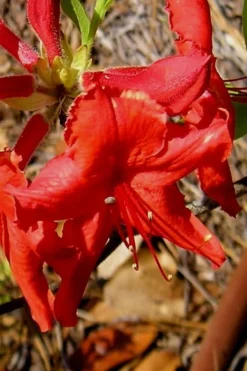 Radiant Red Aromi Azalea (Rhododendron Hybrid) - 1 Gallon Pot -Bloom Haven Native Azalea Radiant Red 7