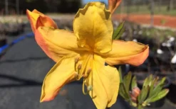 Spring Fanfare Aromi Azalea (Rhododendron Hybrid) - 1 Gallon Pot 7 Spring Fanfare Aromi Azalea (Rhododendron Hybrid) - 1 Gallon Pot -Bloom Haven Native Azalea Spring Fanfare 3 1