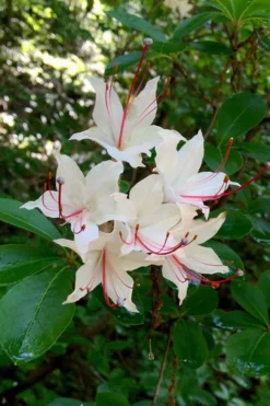 Sweet Azalea (Rhododendron Arborescens) - 3 Gallon Pot 8 Sweet Azalea (Rhododendron Arborescens) - 3 Gallon Pot -Bloom Haven Native Azalea Sweet 2