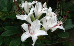 Sweet Azalea (Rhododendron Arborescens) - 3 Gallon Pot 9 Sweet Azalea (Rhododendron Arborescens) - 3 Gallon Pot -Bloom Haven Native Azalea Sweet 4