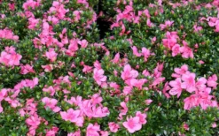 Chinzan Dwarf Azalea - 1 Gallon Pot -Bloom Haven Picture Azalea Chinzan
