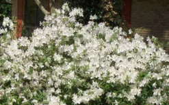 Mrs. G.G. Gerbing White Southern Indica Azalea - 1 Gallon Pot -Bloom Haven Picture Azlea GG Gerbing 1