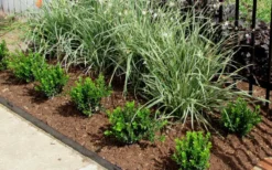 Baby Gem Boxwood - 2 Gallon Pot -Bloom Haven Picture Boxwood Baby Gem Edger 1