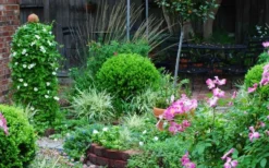 Baby Gem Boxwood - 2 Gallon Pot -Bloom Haven Picture Boxwood Baby Gem Specimen 1