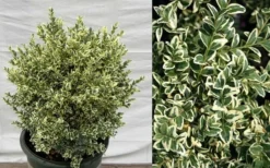 Dwarf Variegated Boxwood - 5 Gallon Pot 10 Dwarf Variegated Boxwood - 5 Gallon Pot -Bloom Haven Picture Boxwood Dwarf Variegated 3