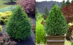 Green Mountain Boxwood - 1 Gallon Pot -Bloom Haven Picture Boxwood Green Mountain 2 3
