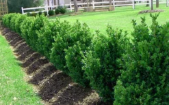 Green Mountain Boxwood - 2 Gallon Pot 11 Green Mountain Boxwood - 2 Gallon Pot -Bloom Haven Picture Boxwood Green Mountain Hedge 1