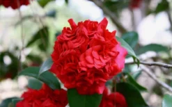 Professor Sargent Camellia Japonica - 6 Pack Of 1 Gallon Pots -Bloom Haven Picture Camellia Professor Sargent Closeup