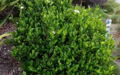 August Beauty Gardenia - 2.5 Quart Pot 11 August Beauty Gardenia - 2.5 Quart Pot -Bloom Haven Picture Gardenia August Beauty 3