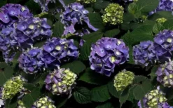 Bloomstruck Endless Summer Hydrangea - 2 Gallon Pot -Bloom Haven Picture Hydrangea Bloomstruck
