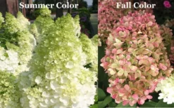 Limelight PeeGee Hydrangea - 6 Pack Of 1 Gallon Pots -Bloom Haven Picture Hydrangea Limelight 3 1