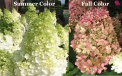 Limelight PeeGee Hydrangea - Single Trunk Topiary Tree - 5 Gallon Pot -Bloom Haven Picture Hydrangea Limelight 3