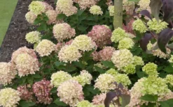 Little Lime Hydrangea - 3 Gallon Pot 12 Little Lime Hydrangea - 3 Gallon Pot -Bloom Haven Picture Hydrangea Little Lime 2 2
