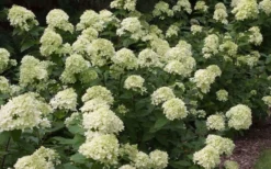 Little Lime Hydrangea - 3 Pack Of Quart Pots -Bloom Haven Picture Hydrangea Little Lime 3 1