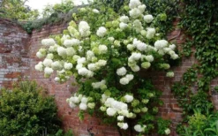 Chinese Snowball Viburnum Bush - 7 Gallon Pot (3-4') 13 Chinese Snowball Viburnum Bush - 7 Gallon Pot (3-4') -Bloom Haven Picture Viburnum Chinese Snowball Espalier 1