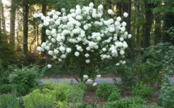 Chinese Snowball Viburnum Bush - 7 Gallon Pot (2-3') 14 Chinese Snowball Viburnum Bush - 7 Gallon Pot (2-3') -Bloom Haven Picture Viburnum Chinese Snowball Tree 1