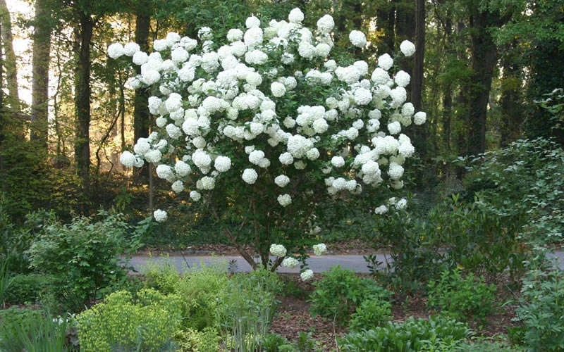 Chinese Snowball Viburnum Bush - 7 Gallon Pot (2-3') 7 Chinese Snowball Viburnum Bush - 7 Gallon Pot (2-3') - Image 7