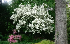 Chinese Snowball Viburnum Bush - 7 Gallon Pot (3-4') 15 Chinese Snowball Viburnum Bush - 7 Gallon Pot (3-4') -Bloom Haven Picture Viburnum Chinese Snowball Tree 2 1