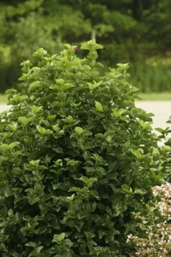 All That Glows Arrowwood Viburnum - 2 Gallon Pot -Bloom Haven Viburnum All That Glows 1