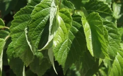 Chicago Luster Arrowwood Viburnum - 1 Gallon Pot -Bloom Haven Viburnum Chicago Luster 1 1