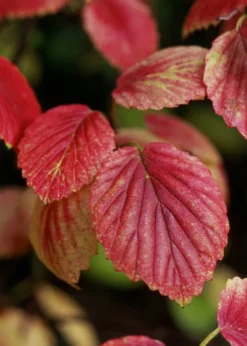 Chicago Luster Arrowwood Viburnum - 3 Gallon Pot 13 Chicago Luster Arrowwood Viburnum - 3 Gallon Pot -Bloom Haven Viburnum Chicago Luster 4