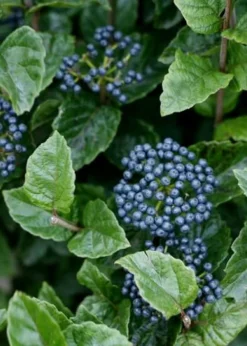 All That Glows Arrowwood Viburnum - 2 Gallon Pot -Bloom Haven Viburnum Chicago Luster 5