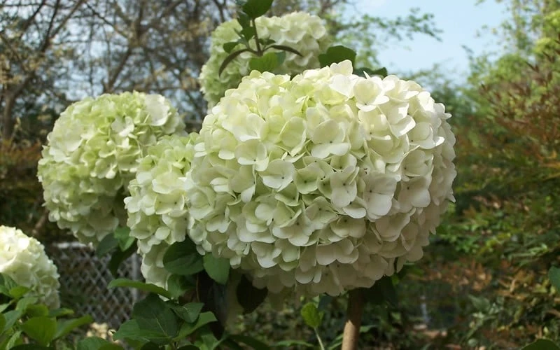 Chinese Snowball Viburnum Bush - 7 Gallon Pot (3-4') 5 Chinese Snowball Viburnum Bush - 7 Gallon Pot (3-4') - Image 5