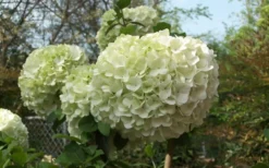 Chinese Snowball Viburnum Bush - 7 Gallon Pot (2-3') 12 Chinese Snowball Viburnum Bush - 7 Gallon Pot (2-3') -Bloom Haven Viburnum Chinese Snowball Bloom Green