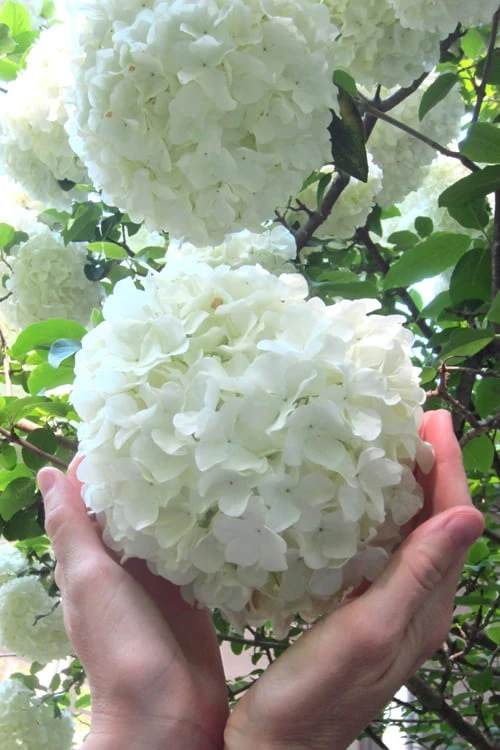Chinese Snowball Viburnum Bush - 7 Gallon Pot (2-3') 1 Chinese Snowball Viburnum Bush - 7 Gallon Pot (2-3')