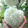 Chinese Snowball Viburnum Bush - 6 Pack Of 1 Gallon Pots